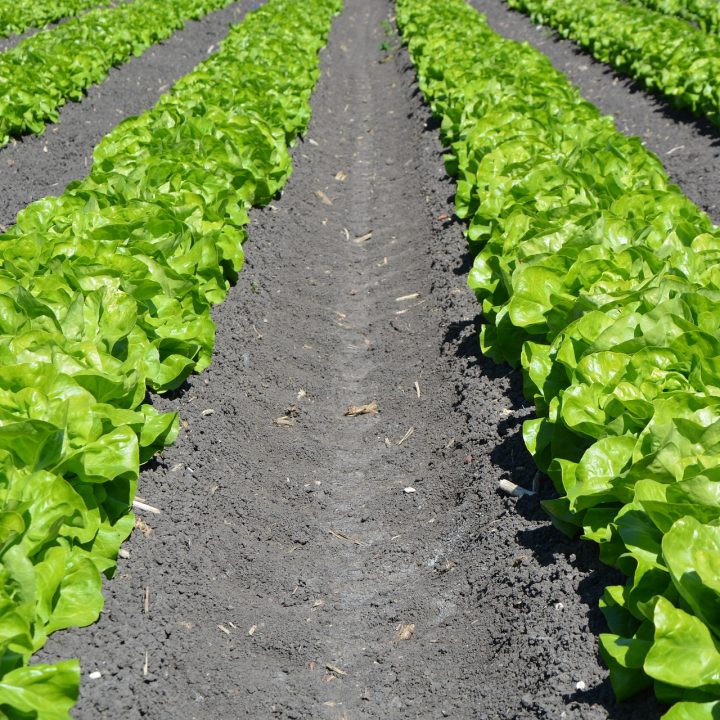 lettuce-1841273_1920